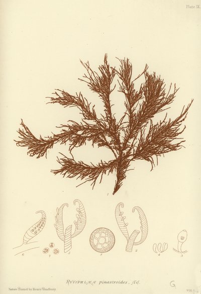 British Sea-Weed by English School